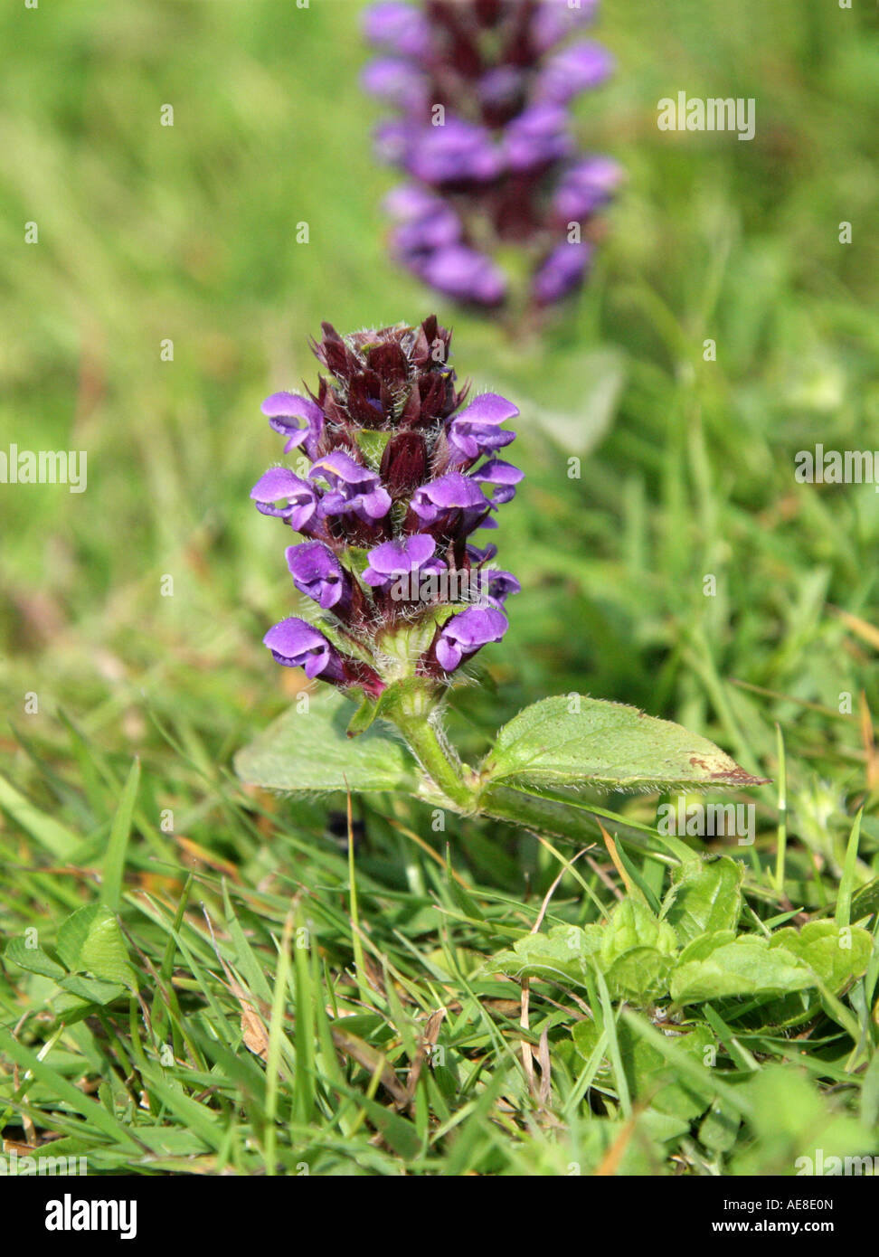 Self Heal, Prunella vulgaris, Lamiaceae, Labiatae Stock Photo