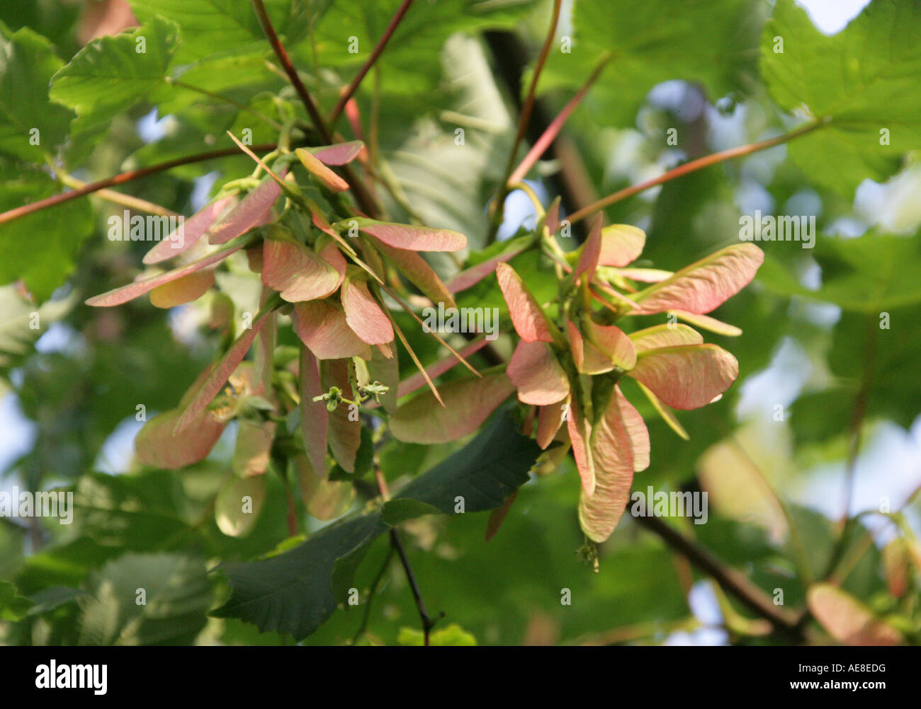 Sycamore Tree Seeds, Acer pseudoplatanus Stock Photo