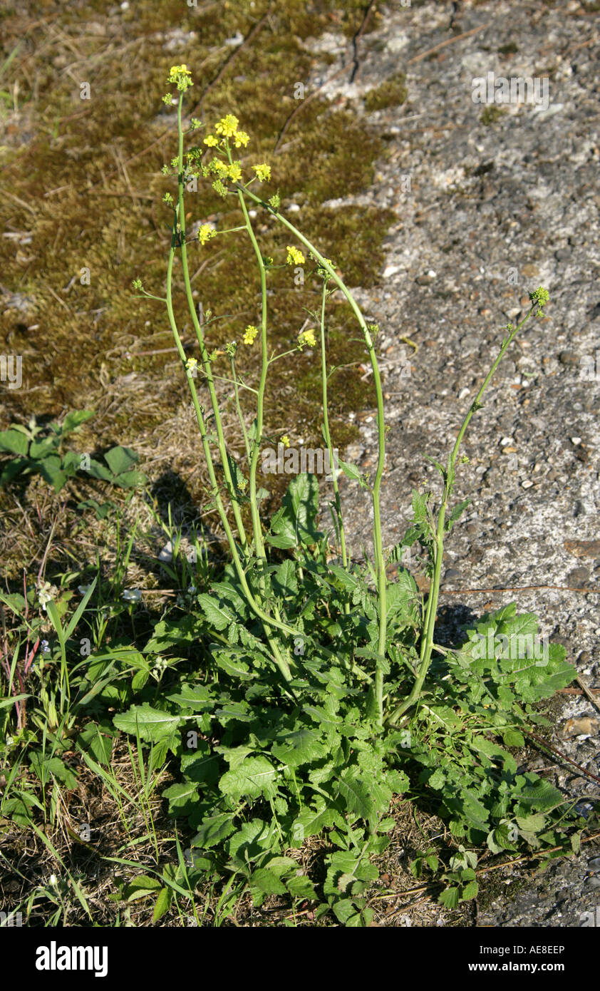 Annual Wall Rocket, Diplotaxis muralis,Brassicaceae  (Cruciferae), UK Stock Photo