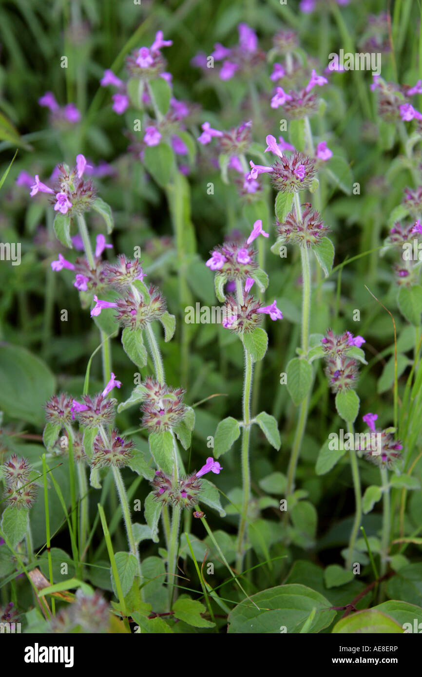 Wild Basil or Field Basil Clinopodium vulgare Calamintha clinopodium Labiatae Stock Photo