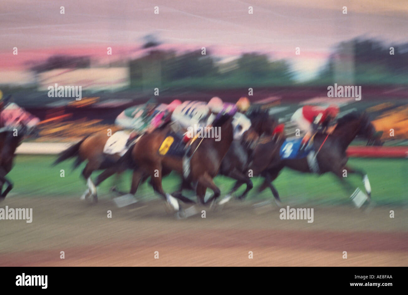 At the race track galloping horses Stock Photo - Alamy