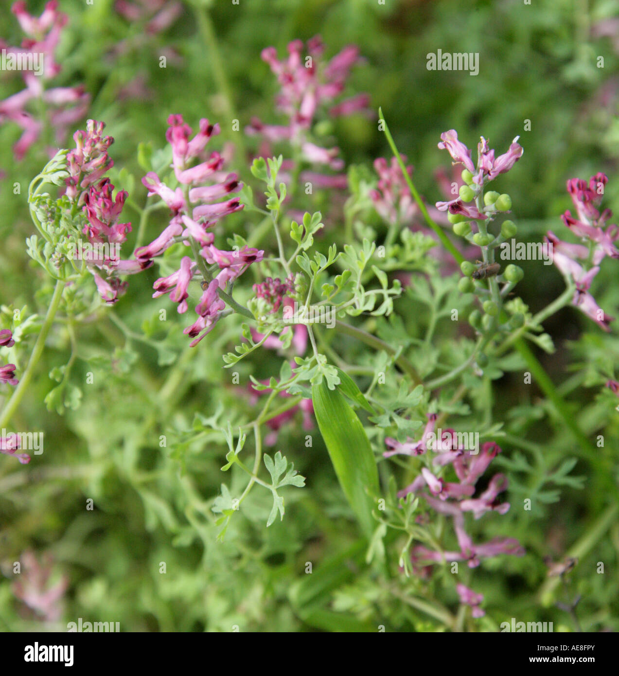 Common Fumitory, Fumaria officinalis, Fumariaceae Stock Photo