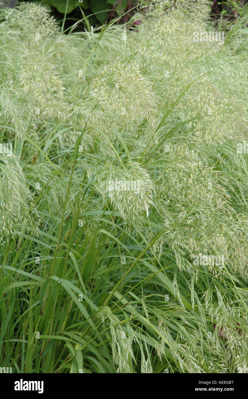 Stipa calamagrostis Ornamental garden grass Stock Photo