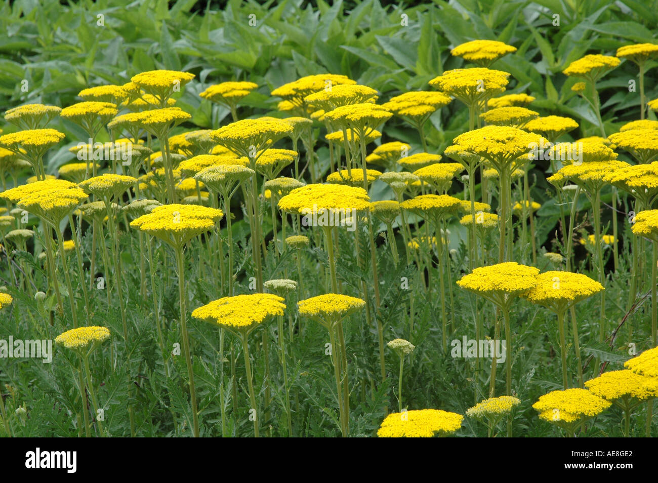 Achillea filipendula Parker s Variety Stock Photo