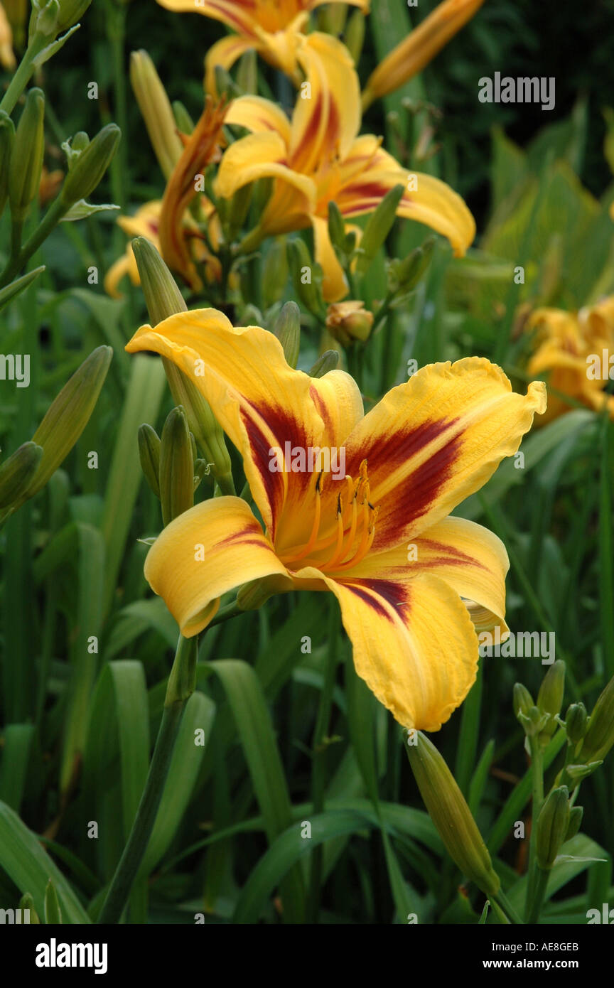 Hemerocallis Bonanza Day lily Stock Photo - Alamy