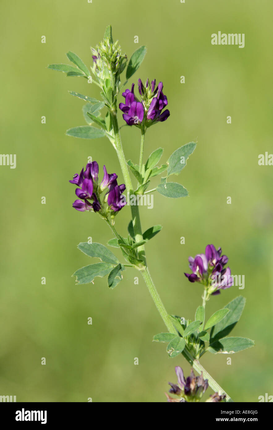 Lucerne Alfalfa Medicago sativa Fabaceae (Leguminosae Stock Photo Alamy