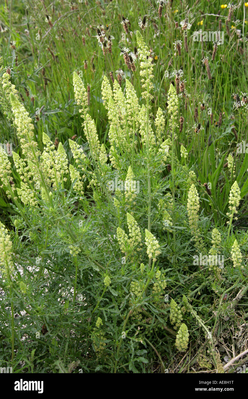 Wild Mignonette, Reseda lutea, Resedaceae Stock Photo