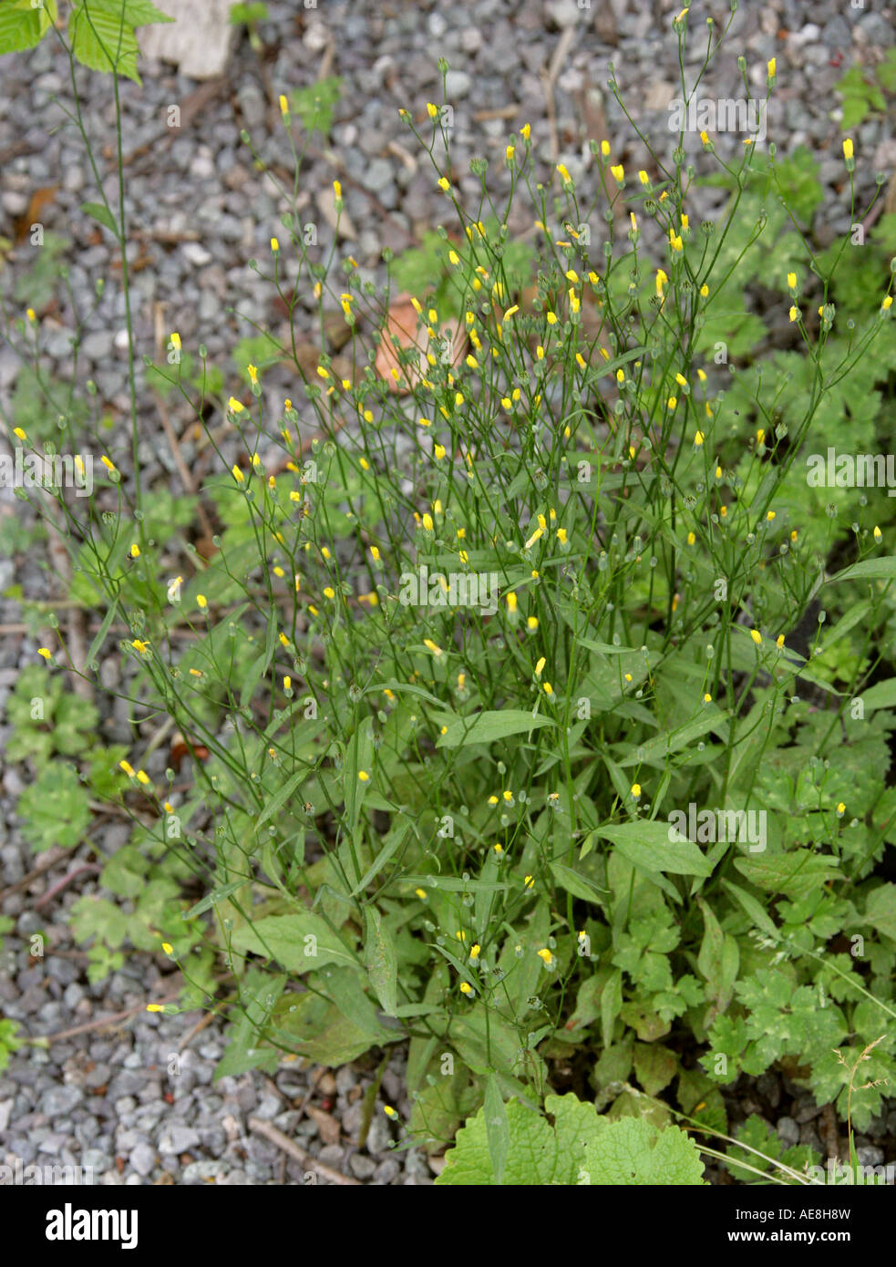 Nipplewort, Lapsana communis, Asteraceae, Compositae Stock Photo