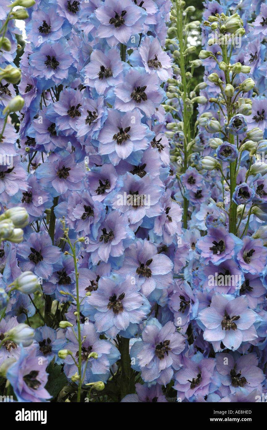 Delphinium Blue Dawn elatum macro closeup of blue flowers Stock Photo