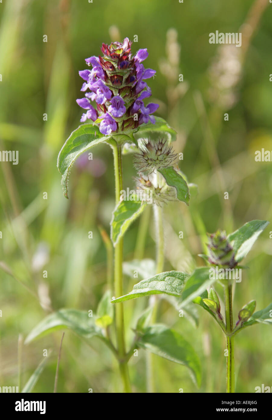 Self Heal, Prunella vulgaris, Lamiaceae. Labiatae Stock Photo