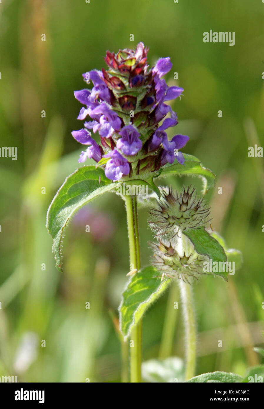 Self Heal, Prunella vulgaris, Lamiaceae. Labiatae Stock Photo