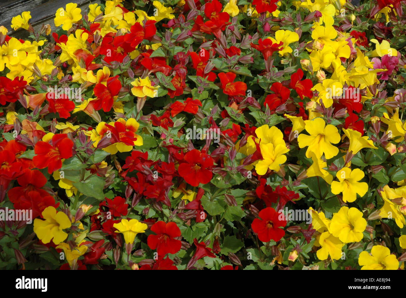 Mimulus assorted The monkey flower mixed varieties Stock Photo - Alamy