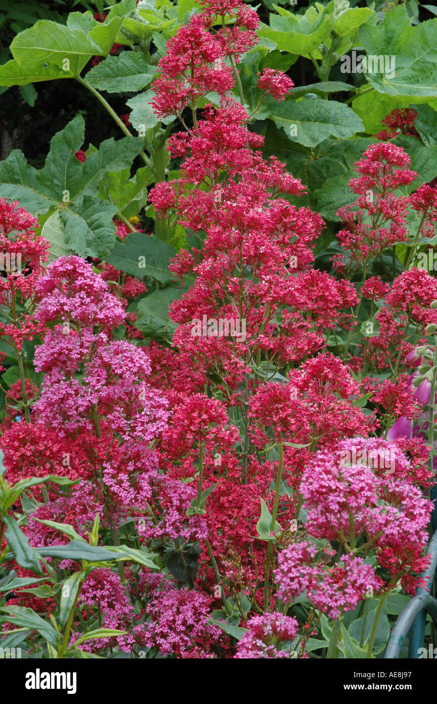 Centranthus ruber Summer flowering perennial Stock Photo