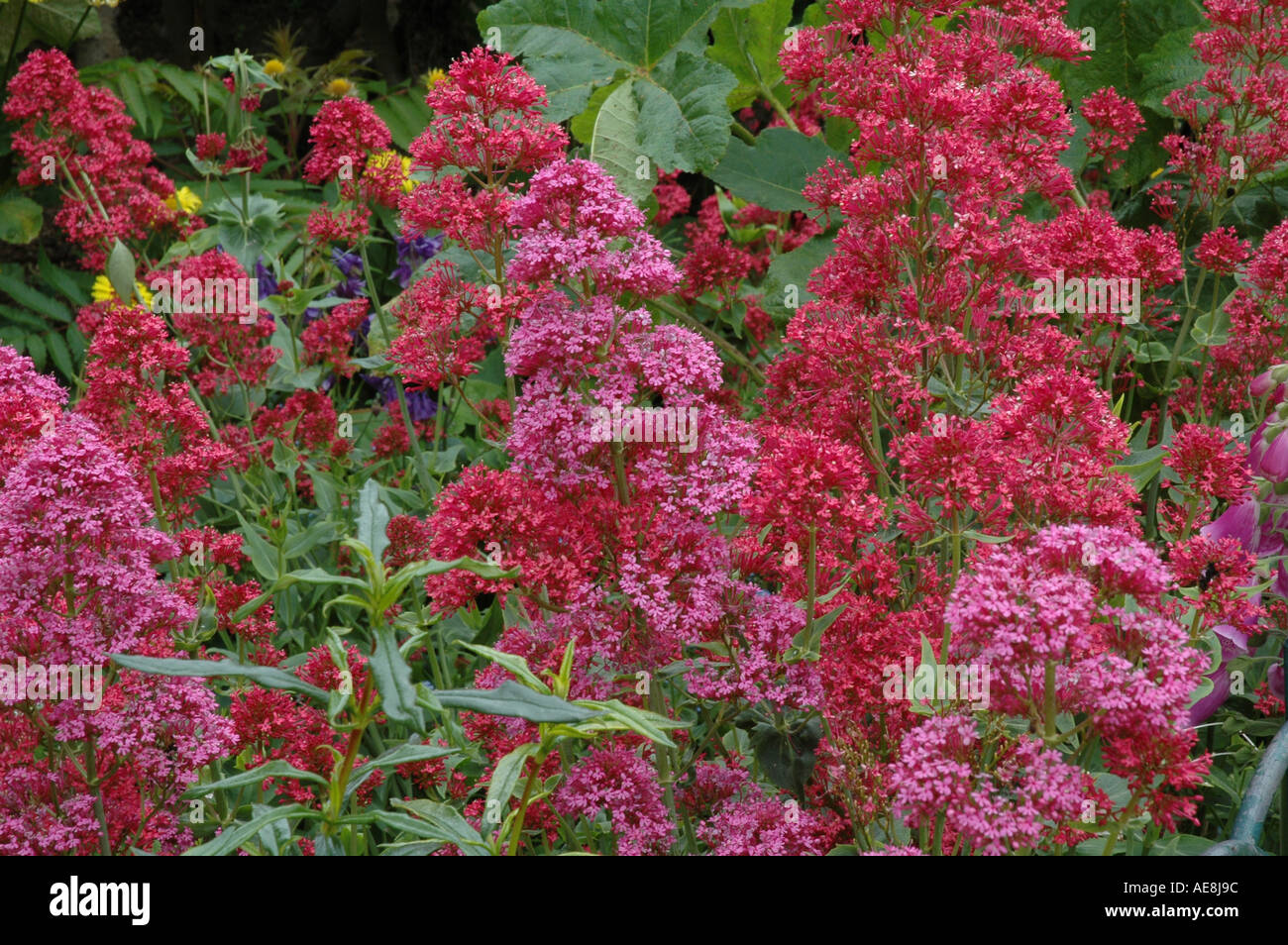Centranthus ruber Summer flowering perennial Stock Photo