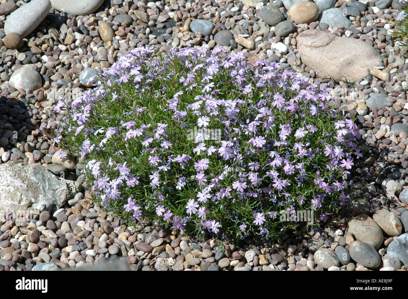 Phlox subulata G F Wilson alpine flowering plants for rockery rockeries Stock Photo