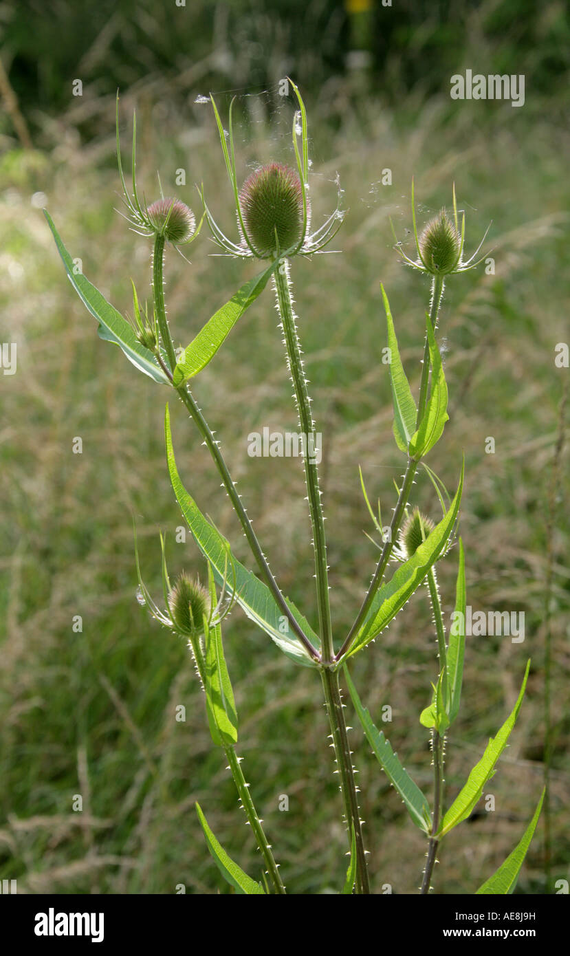 Teasel, Dipsacus fullonum, Dipsacaceae Stock Photo