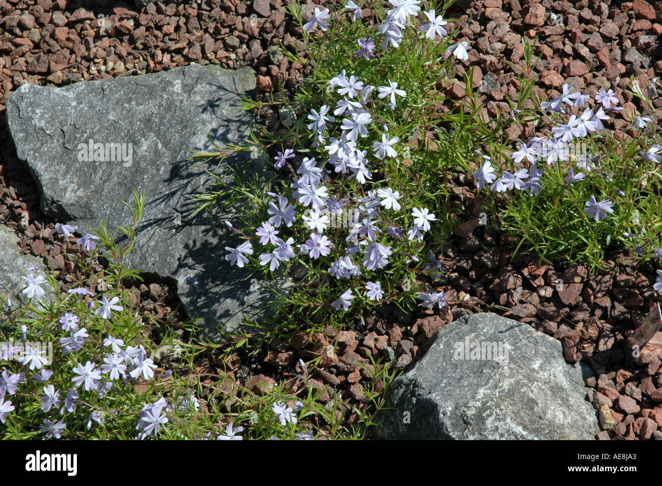 Phlox subulata G F Wilson alpine flowering plants for rockery rockeries Stock Photo