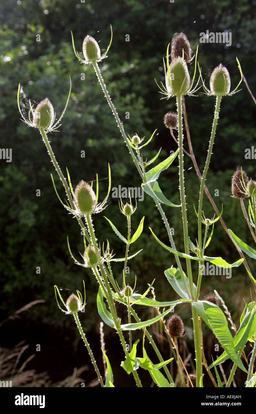 Teasel, Dipsacus fullonum, Dipsacaceae Stock Photo