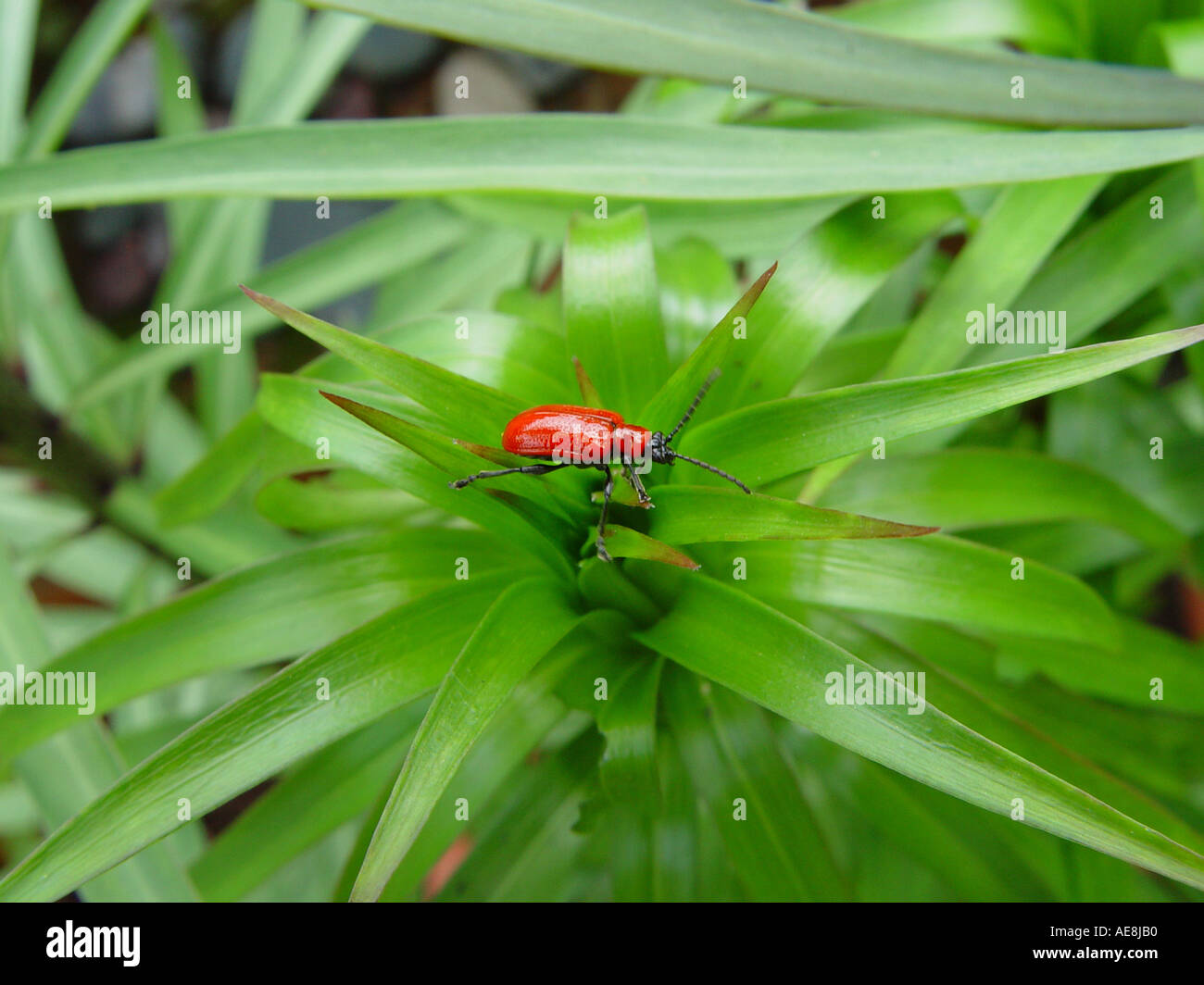 The Lily Beetle LILOCERIS LILII Stock Photo - Alamy