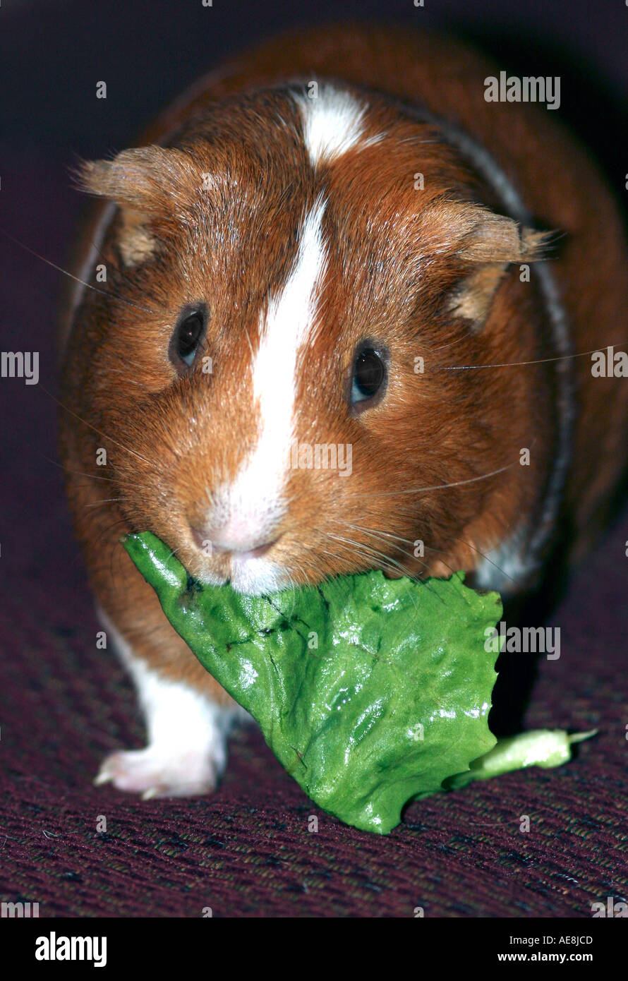 Guinea Pig eating lettuce leaf looking up Stock Photo Alamy