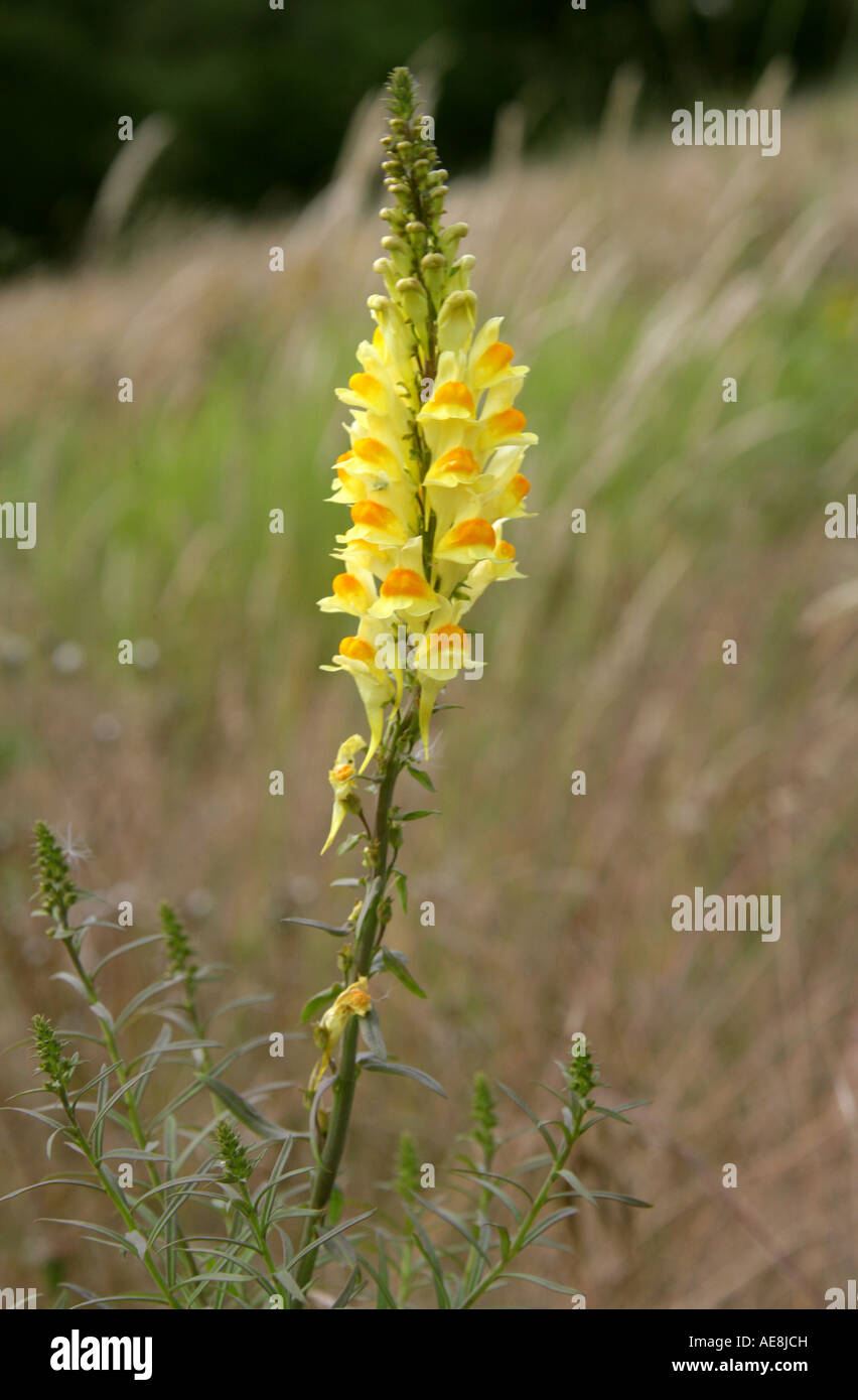 Common Toadflax Linaria vulgaris Scrophulariaceae Stock Photo