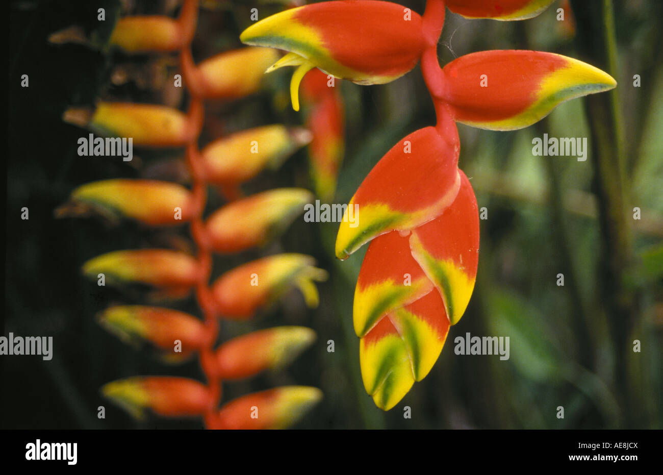 A lobster claw heliconia growing wild in a rain forest in Corcovado National Park, Costa Rica. Stock Photo