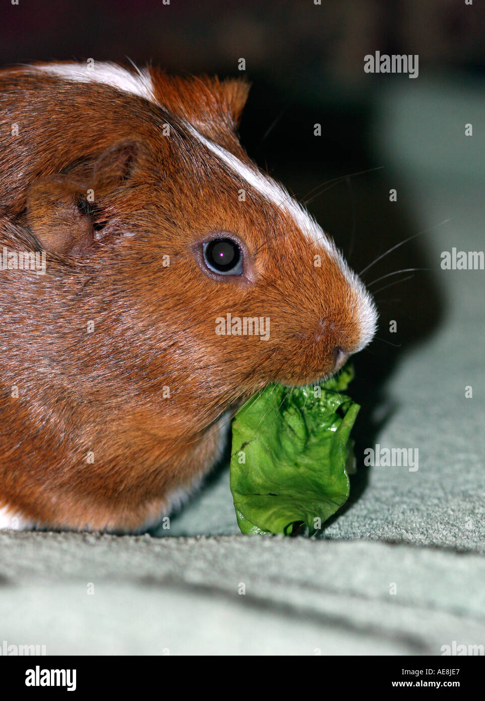 Up close Profile of Guinea Pig with Lettuce Leaf Stock Photo Alamy