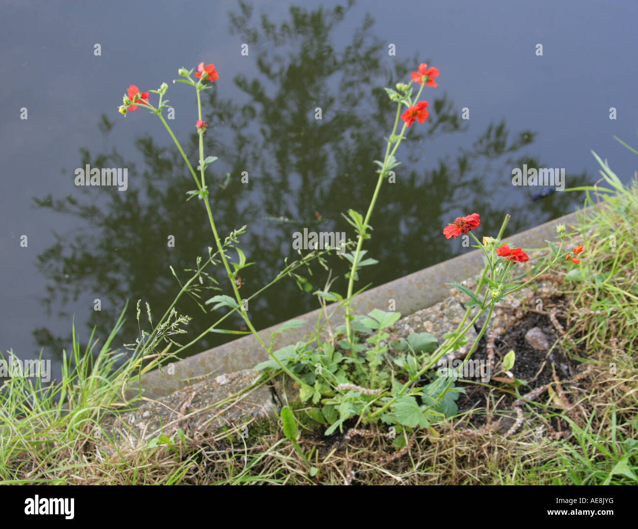 Red Rockrose Growing Wild by the Grand Union Canal Stock Photo