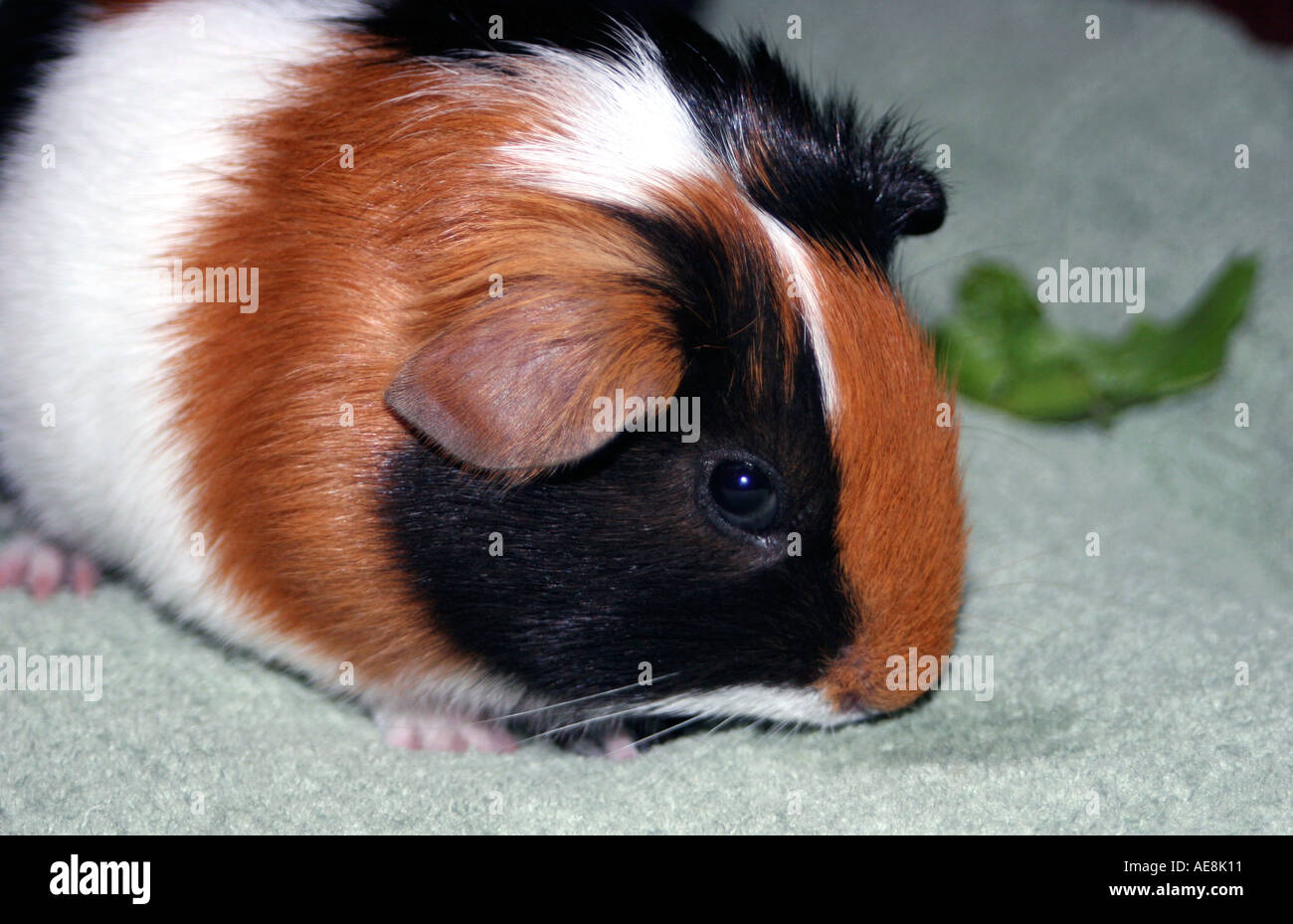 Close up of Pretty Baby black white tan guinea pig Stock Photo