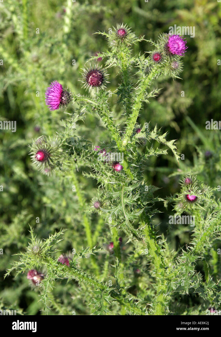 Welted Thistle, Carduus acanthoides, Asteraceae, Compositae Stock Photo