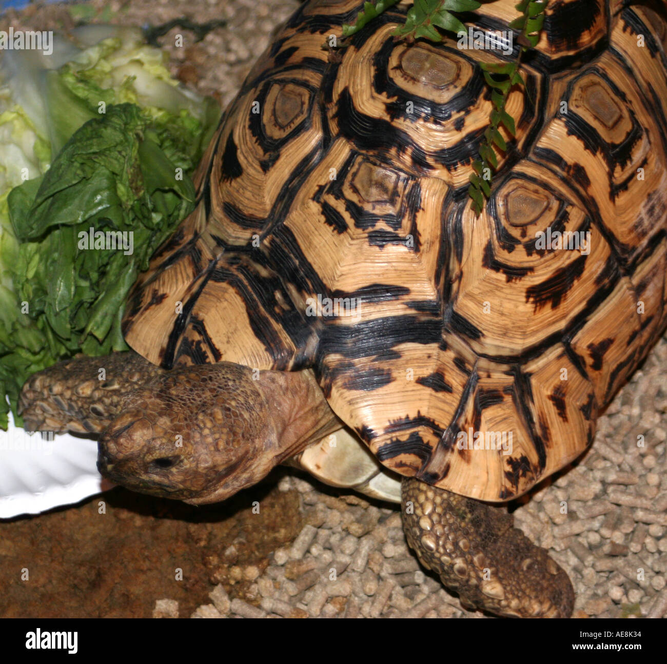 African tortoise, turtle up close at water hole Stock Photo - Alamy