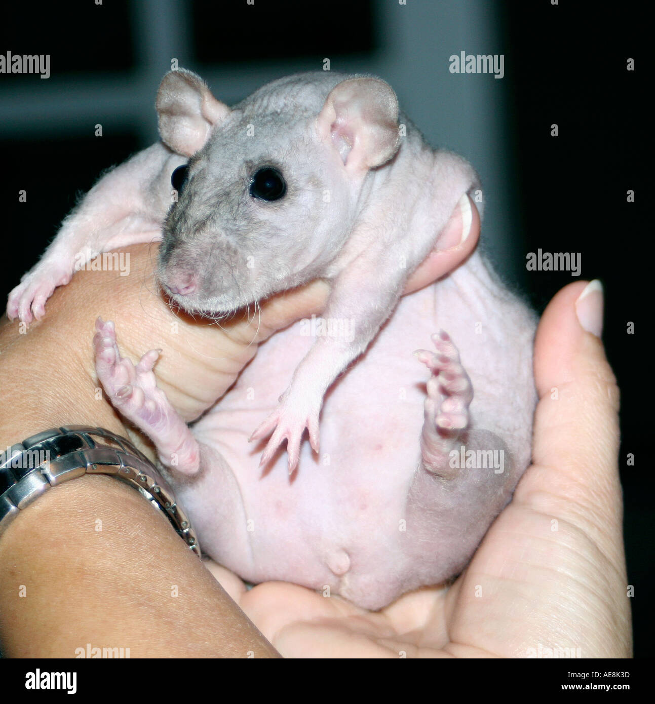 Close up tail less, hairless white rat, rare, unusual Stock Photo