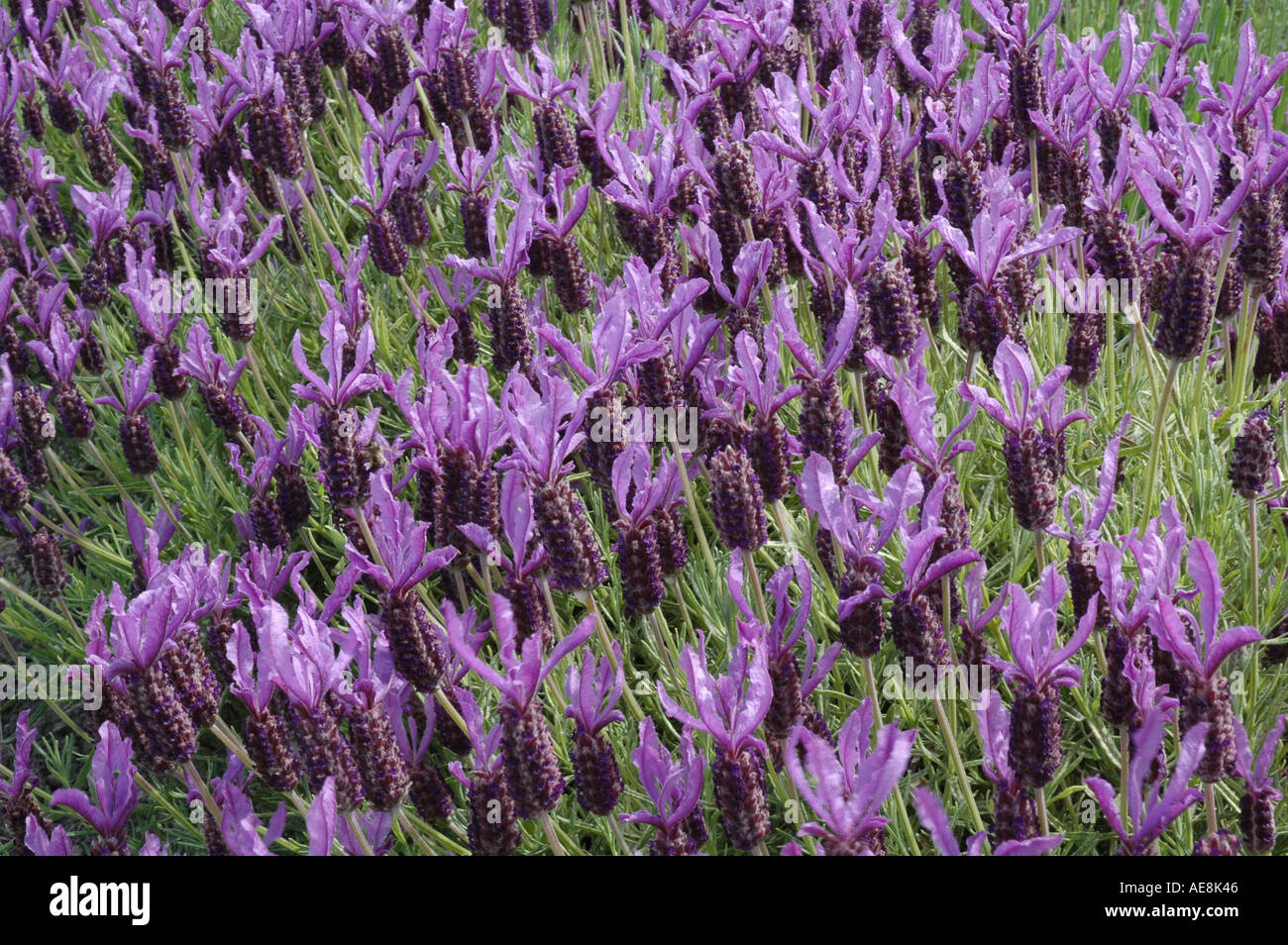 Lavandula stoechas French butterfly lavender papilon Stock Photo
