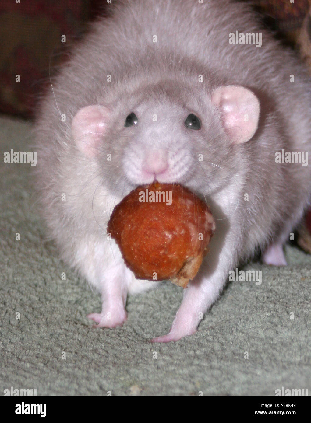 Close up in camera light gray Dumbo Ear Rat with Doughnut treat Stock Photo