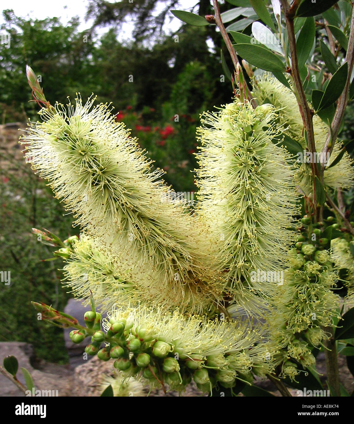 Callistemon pallidus the bottlebrush tree shrub plant Stock Photo Alamy