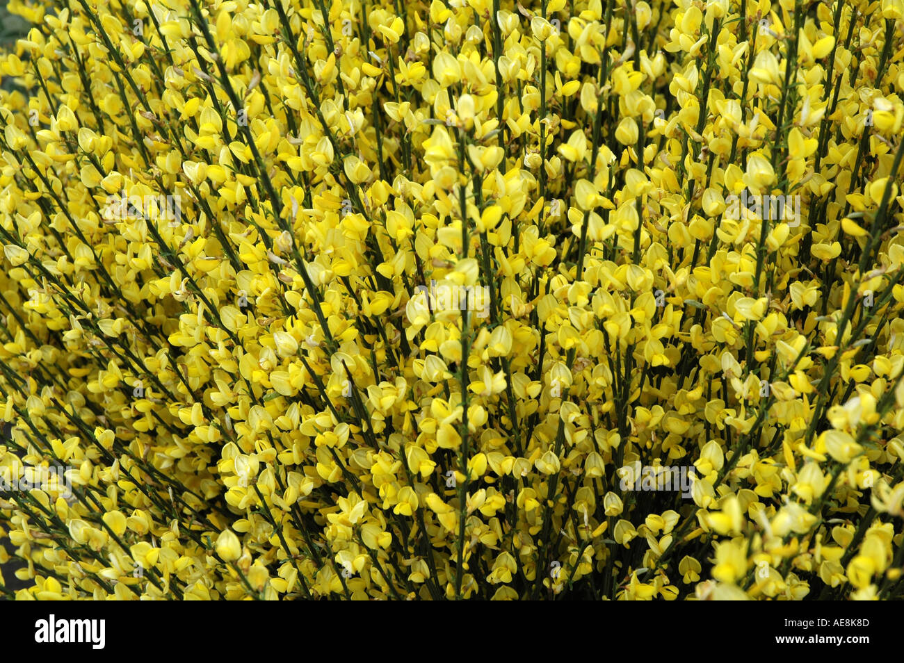 Cytisus x praecox Allgold Flowering broom Stock Photo