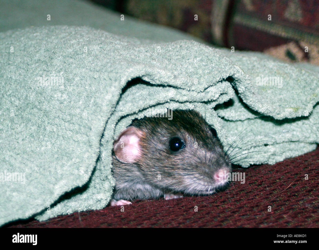 Dark gray long tailed rat peeking from under green blanket, rattie