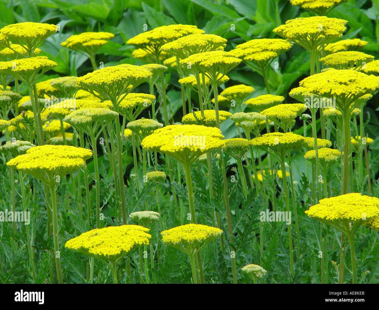 Achillea filipendula Parker s Variety Stock Photo