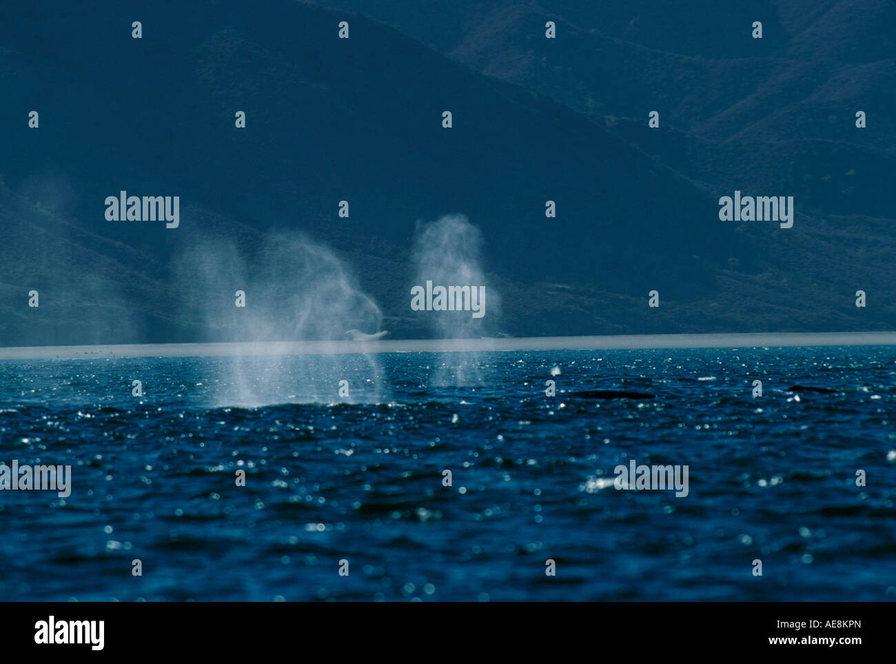 Adult gray whale hi-res stock photography and images - Alamy