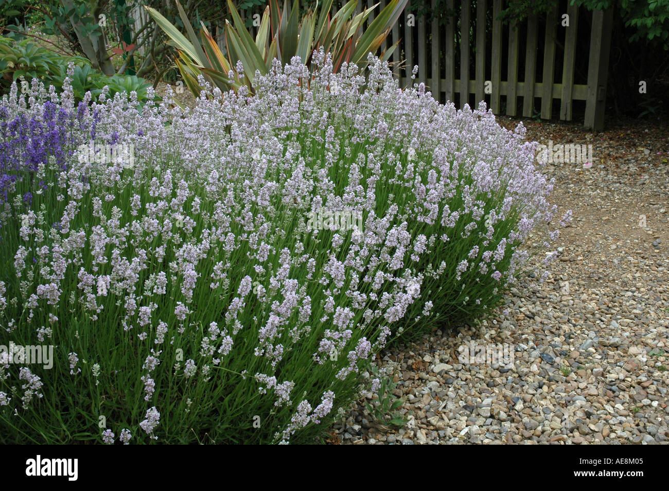Lavandula angustifolia loddon pink hi-res stock photography and images ...