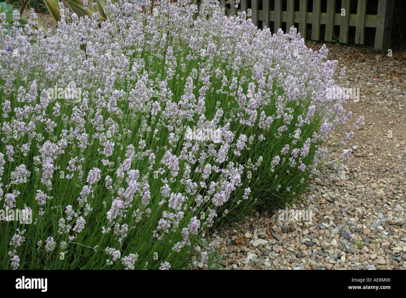 Lavandula angustifolia loddon pink hi-res stock photography and images ...
