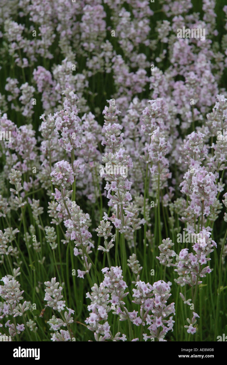 Lavandula angustifolia loddon pink hi-res stock photography and images ...
