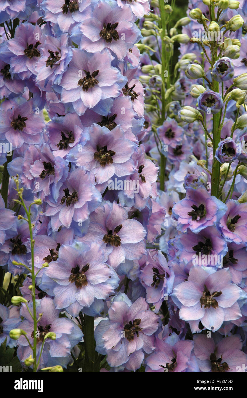 Delphinium Blue Dawn elatum Stock Photo
