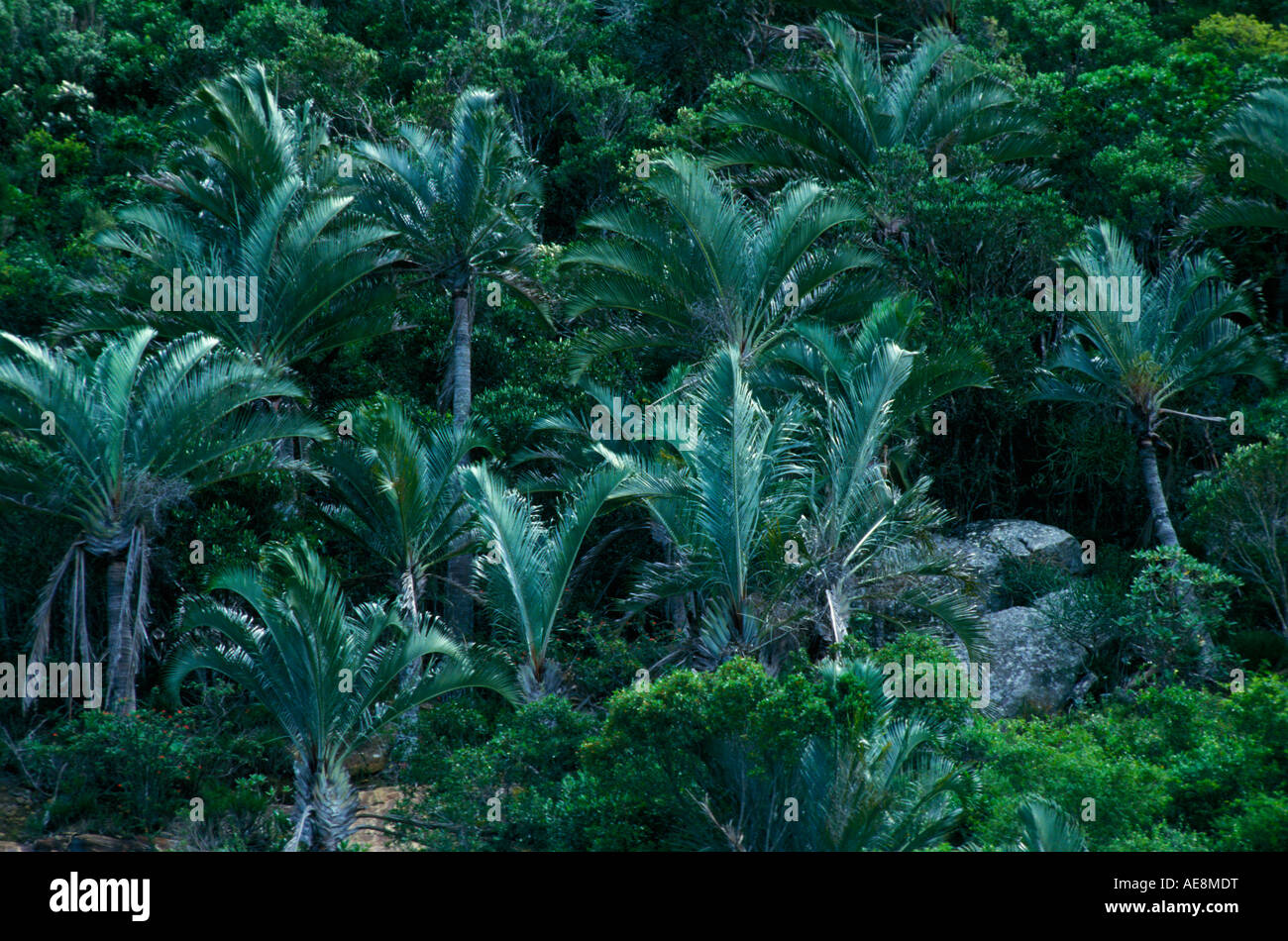 Palmier trièdre  (Neodypsis decaryi) au printemps Sud de Madagascar Stock Photo