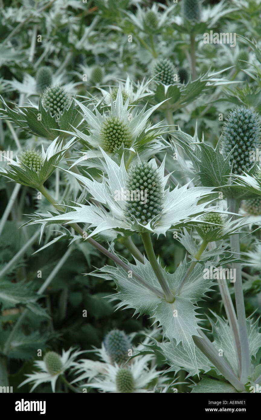 Eryngium giganteum Giant thistle Sea Holly Stock Photo Alamy