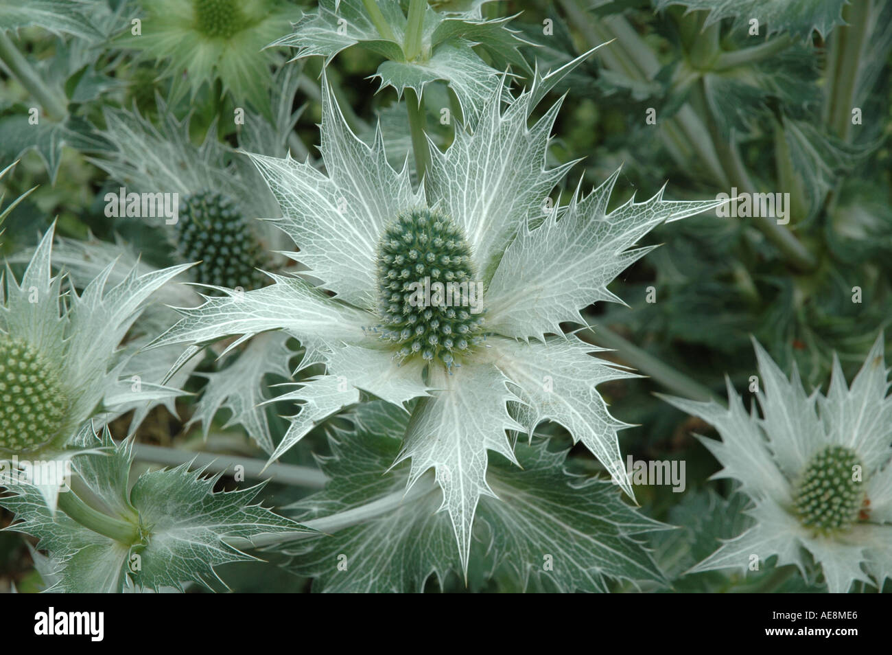 Eryngium giganteum Giant thistle Sea Holly Stock Photo Alamy
