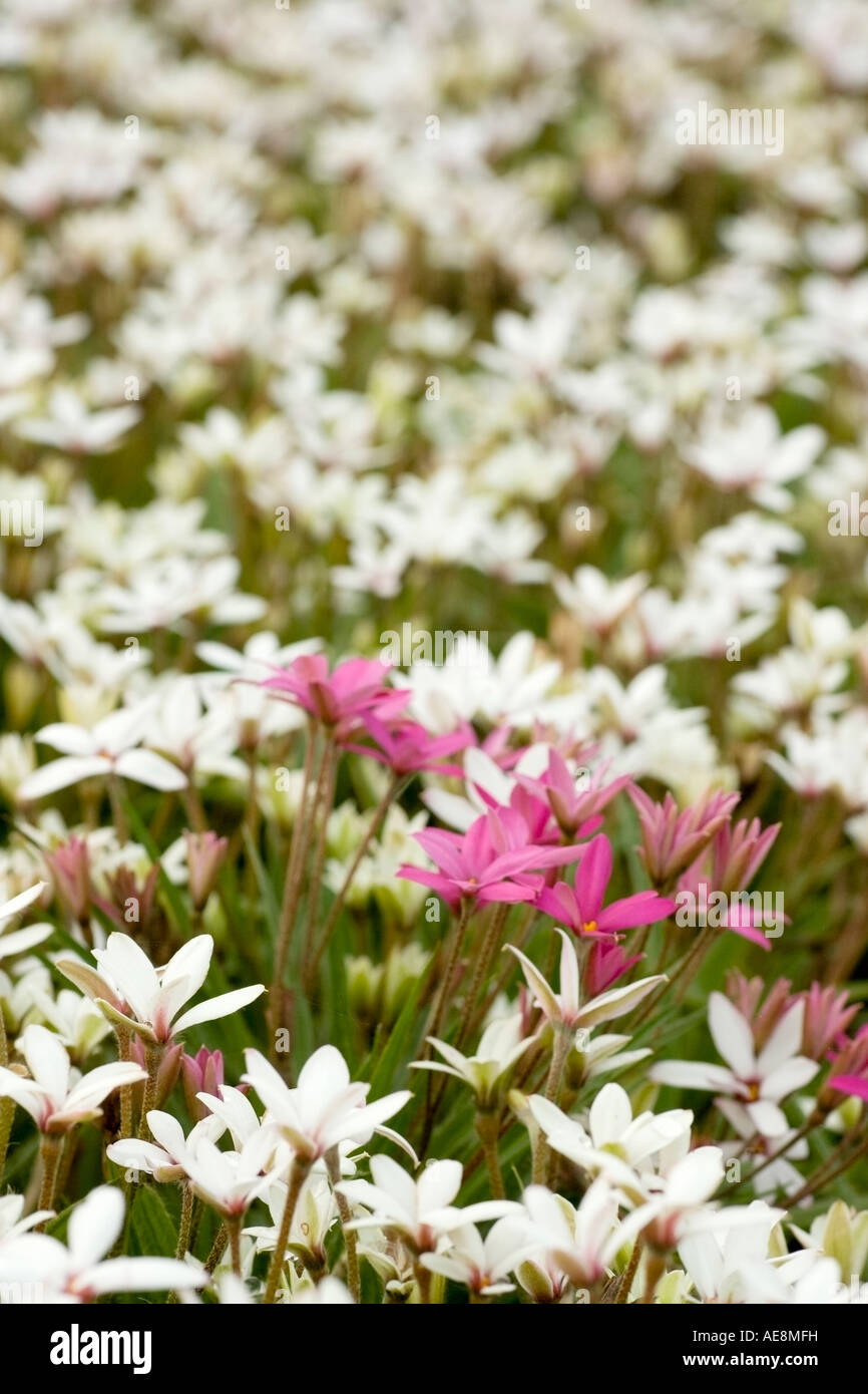Pink in White - Rhodohypoxis Stock Photo