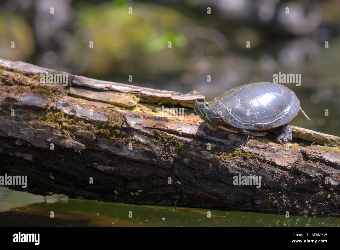 Painted turtle on log Rice Lake Ontario Canada Stock Photo Alamy
