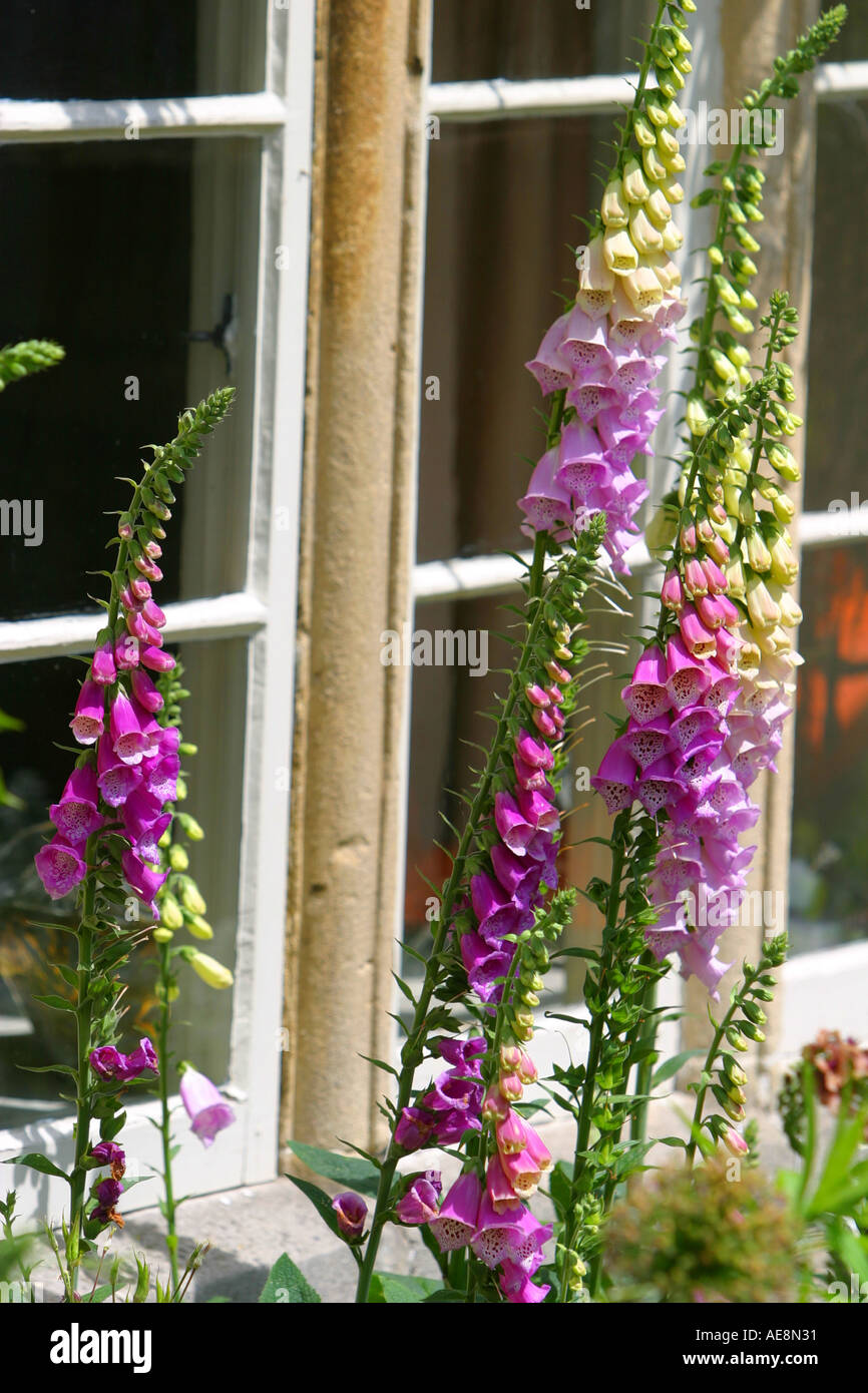 Pretty plants and flowers in cottage window box gardens Stock Photo Alamy