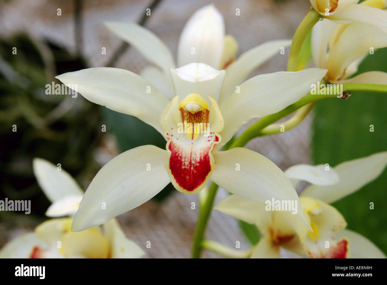 White orchids in Boquete Panama during a flower exposition Stock Photo